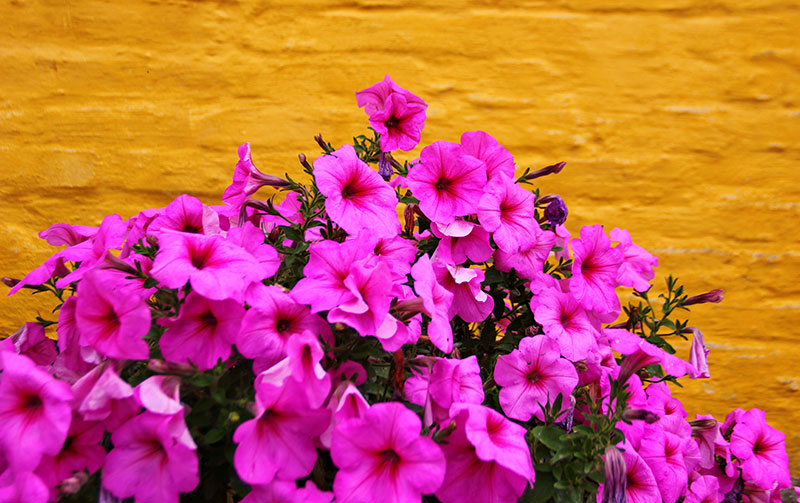 floral wall